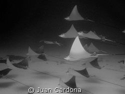 Cancun Dive by Juan Cardona 